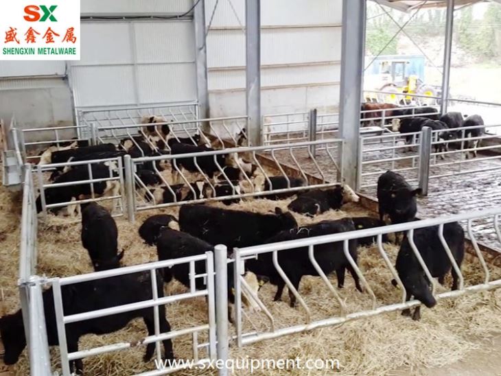 Beef Cattle Fence